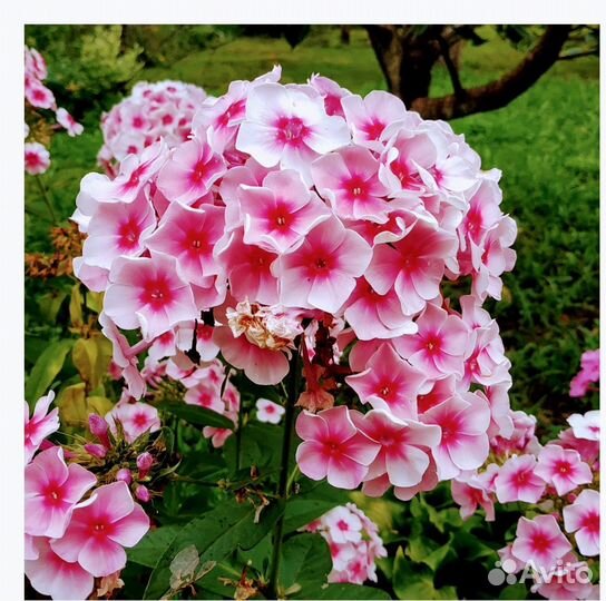 Многолетники неприхотливые