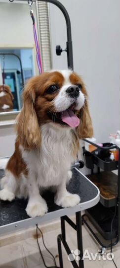 Стрижка собак и кошек Самара