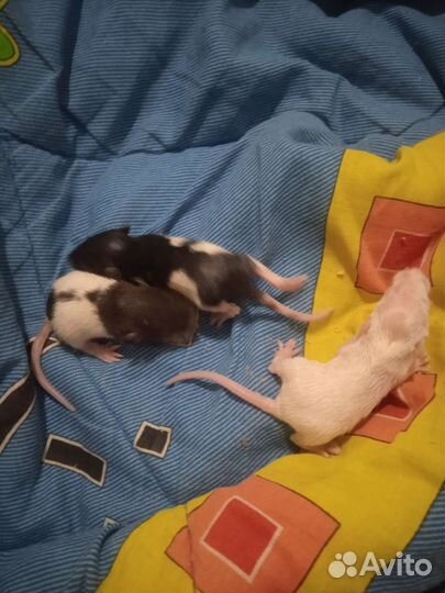 Джунгарский хомяк с клеткой