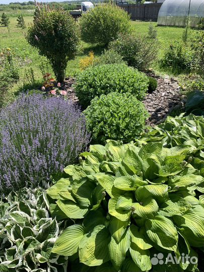 Очиток седум