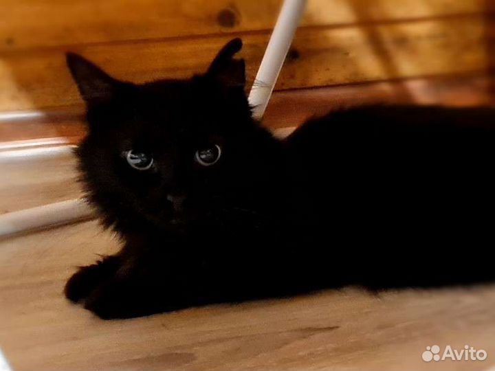 Ангорская кошка