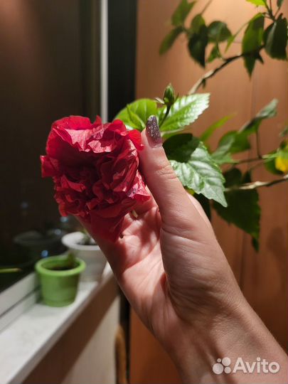 Китайская роза
