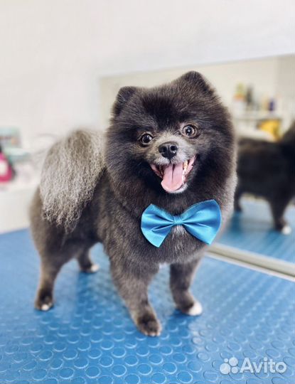 Собака для фотосессии