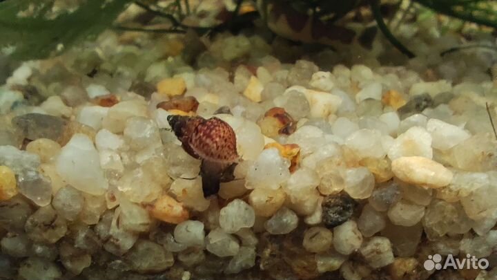 Улитки Мелании