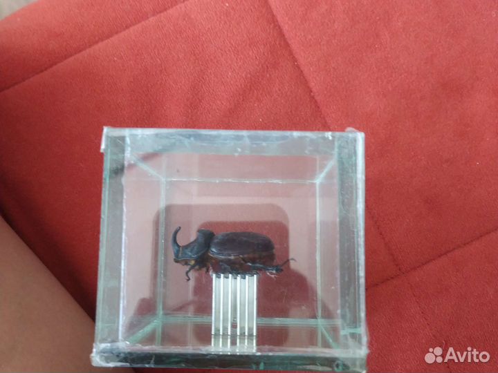 Коллекционный таракан