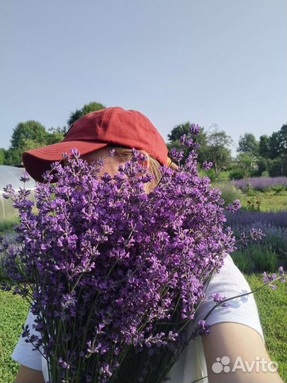 Букетики лаванды сухоцвет 2023