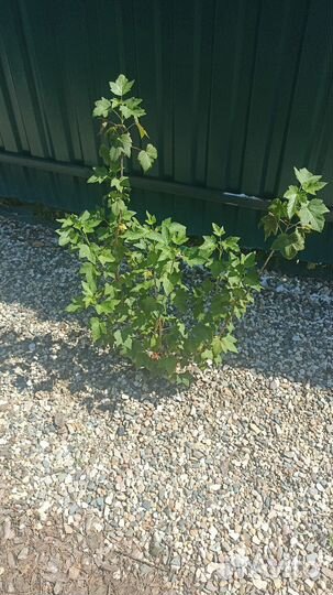 Садовые растения