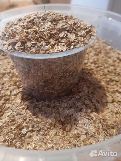 Семена укропа. Плоды барбариса