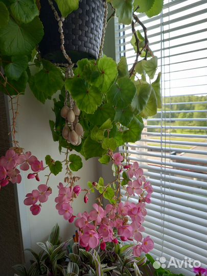 Бегония глуар де лоррен