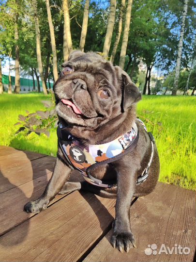 Шлейка для средней собаки