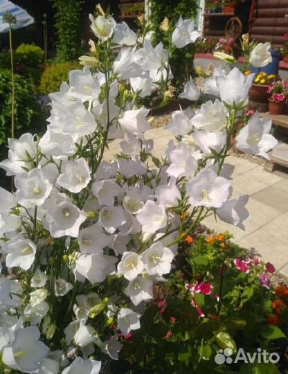 Колокольчик садовый