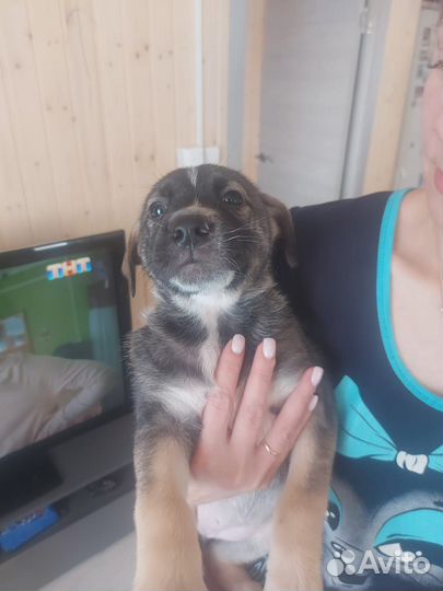 Щенки в добрые руки