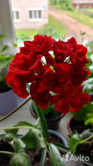 Пеларгония герань