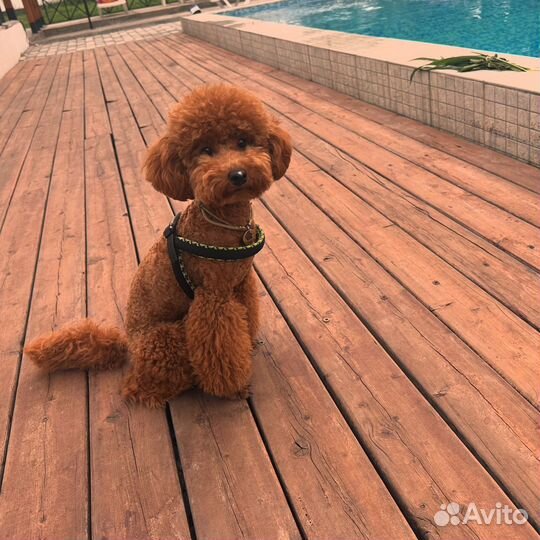 Миниатюрный пудель РКФ вязка