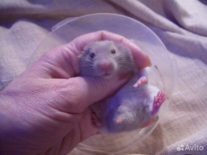 Шикарные хомяки ангорские пух и сирийские мутон