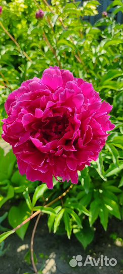 Пион темно бордовый