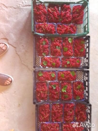 Красная смородина