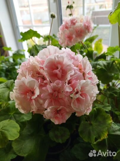 Пеларгония