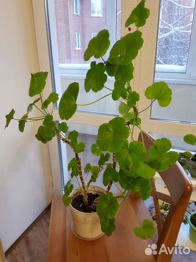 Растения цветы комнатные герань