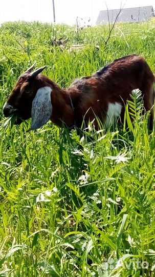 Козы,козлы, козлята