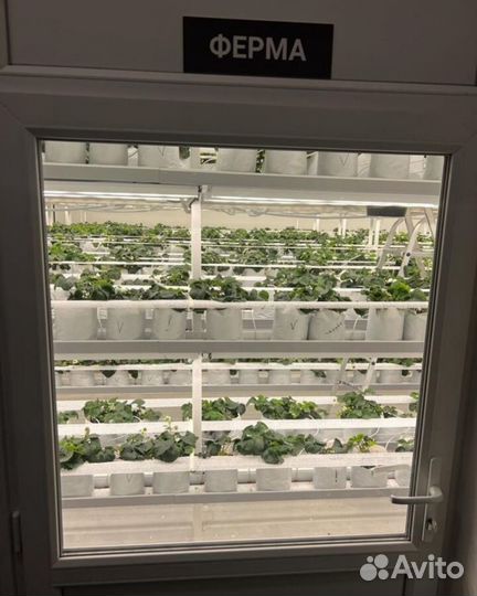 Ищу инвестора в клубнику