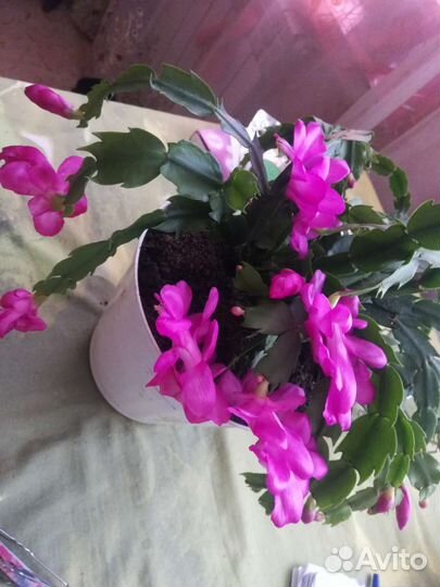 Комнатные растения