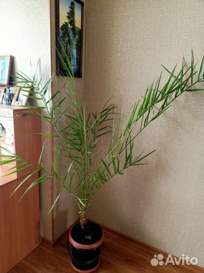 Финиковая пальма