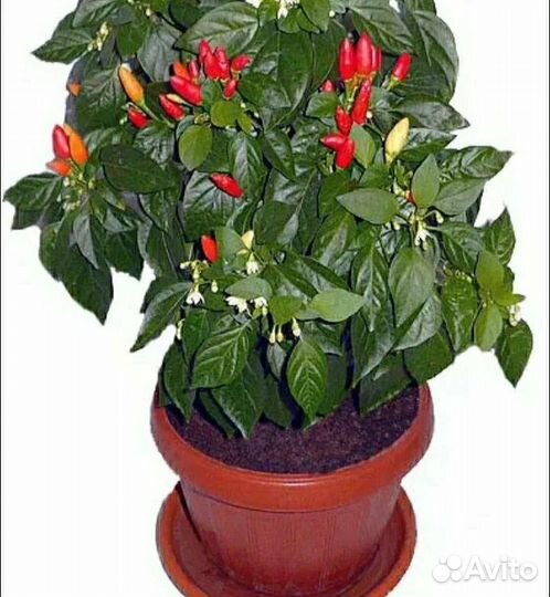 Перец горький огонёк на подоконнике
