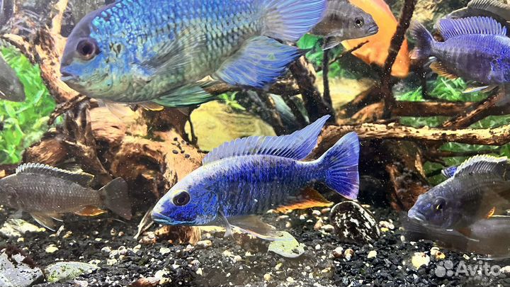 Продам аквариумных рыбок
