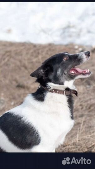 Маленькая собака в добрые руки