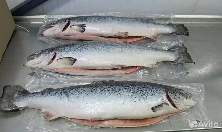 Лосось семга