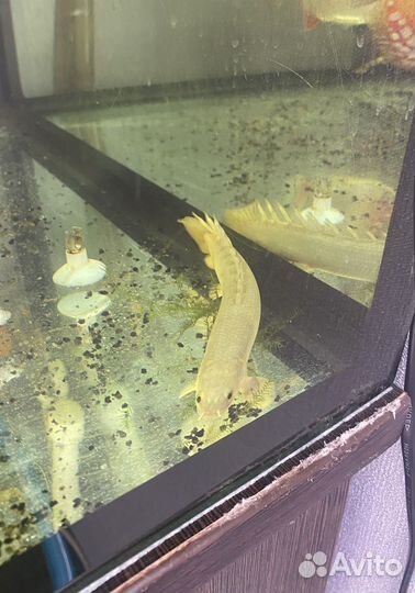 Полиптерус сенегальский