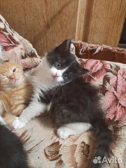 Пушистая кошечка в добрые руки