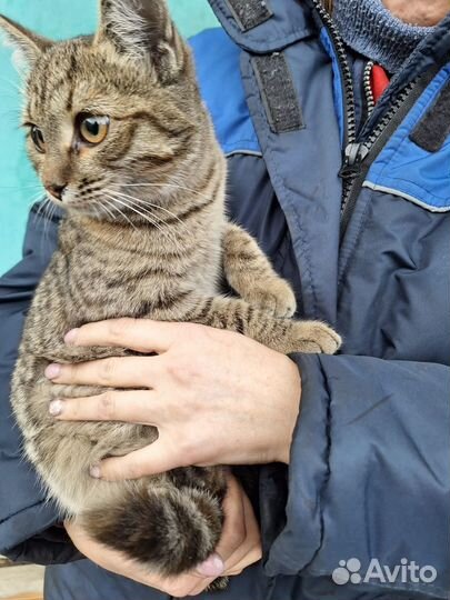 Кошка в добрые руки