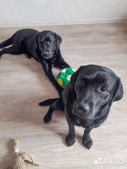 Квартирная передержка собак