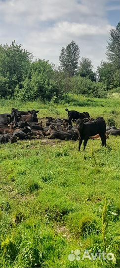 Сельхоз животные