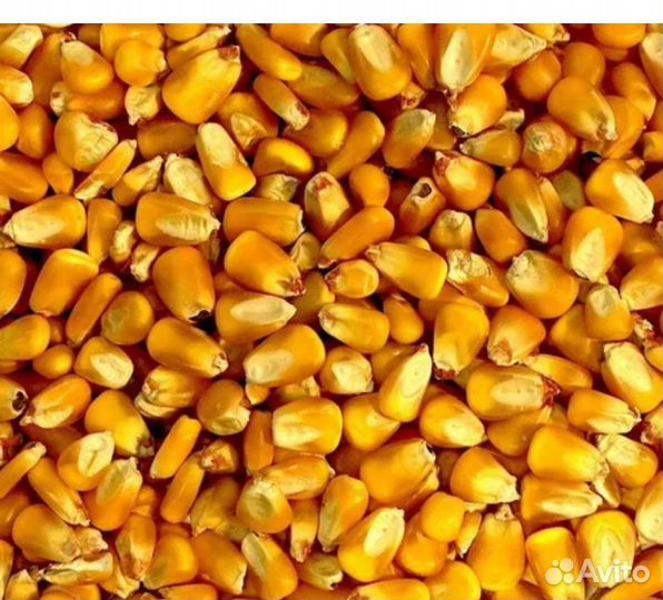 Кукуруза