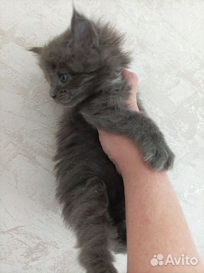Котик мейн кун