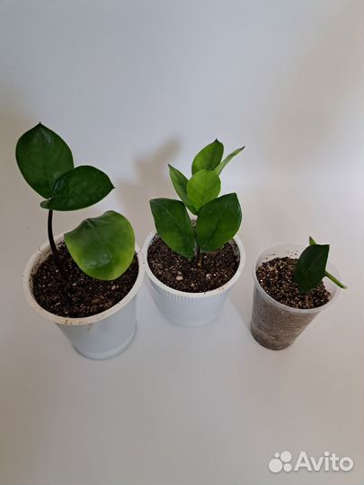 Замиокулькас