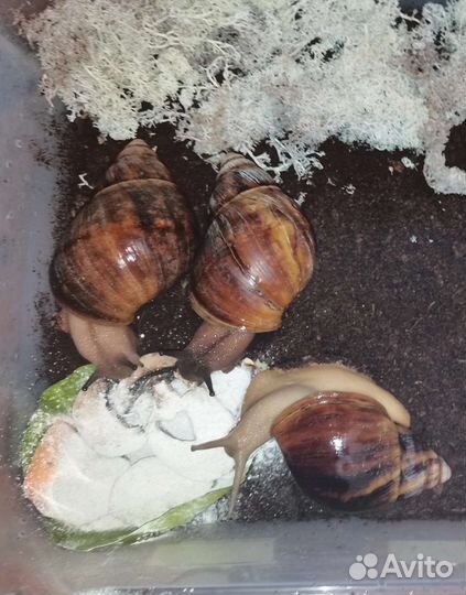 Улитки архахатины