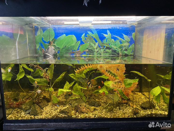 Аквариум