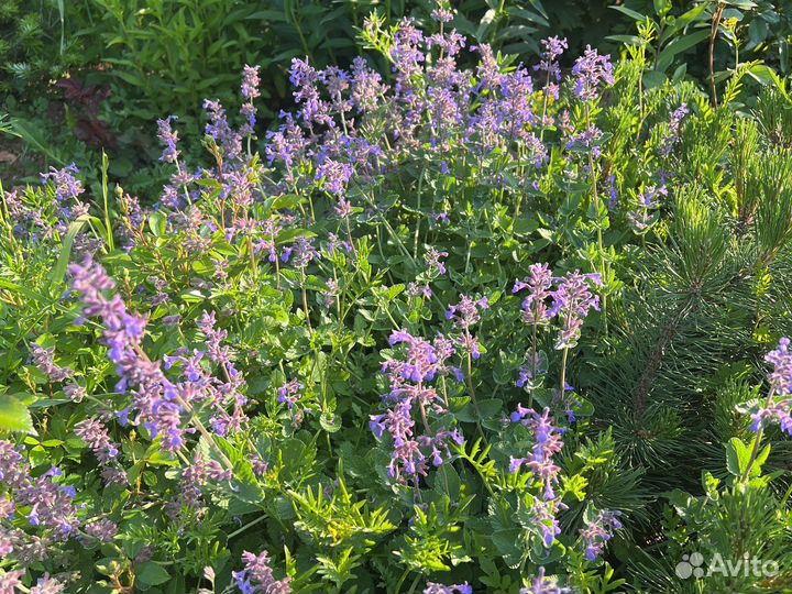 Компаньоны для роз