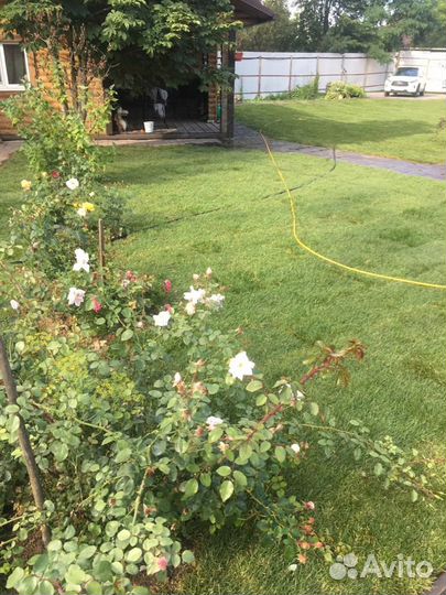 Укладка и продажа газона эконом