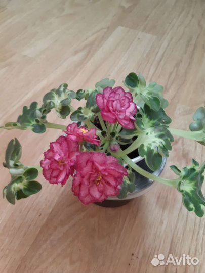 Сортовые синполии