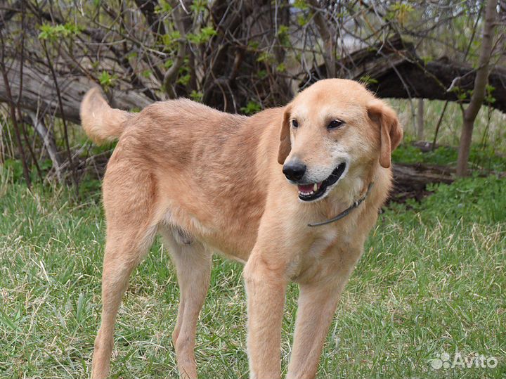 Собака в дар