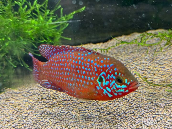 Хромис- красавец