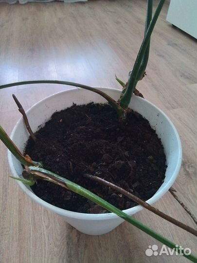 Сортовые растения, фикус, монстера, хойя, алоказия