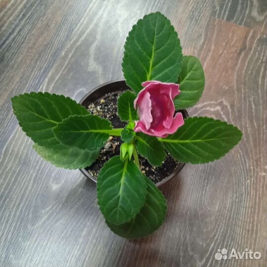 Глоксиния цветущая Аванти