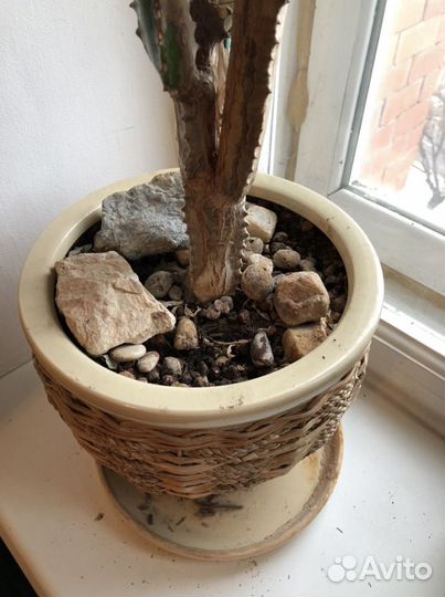 Цветок домашний: Молочай треугольный/трехгранный