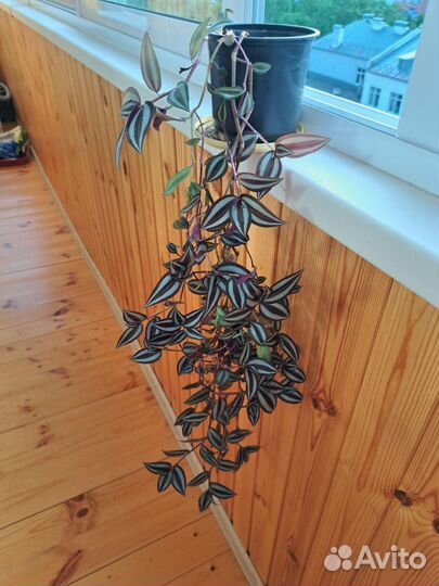 Традесканция